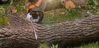 How Our Tree Care Process Works  in  Laguna Heights, TX