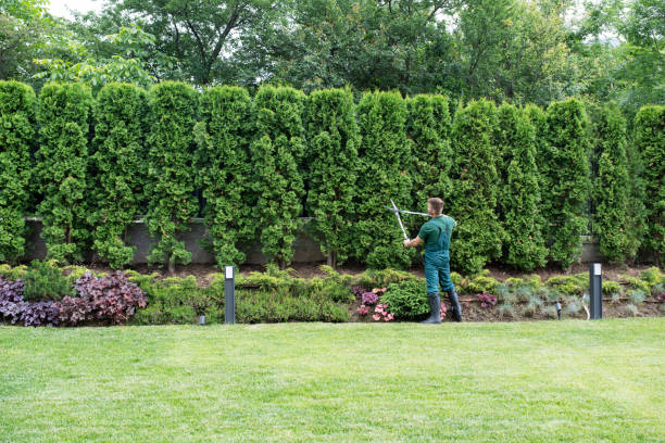 Best Tree Disease Treatment  in Laguna Heights, TX